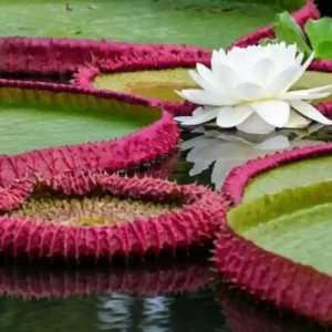A vitória-régia aquece a própria flor para atrair besouros e usa calor como armadilha de polinização na Amazônia Termorregulação floral. Besouro preso por uma noite. Ciência.