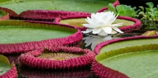 A vitória-régia aquece a própria flor para atrair besouros e usa calor como armadilha de polinização na Amazônia Termorregulação floral. Besouro preso por uma noite. Ciência.