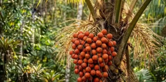 Como o fruto do tucumã sustenta a fauna silvestre e a gastronomia regional unindo diversas espécies na floresta amazônica