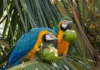Como a surpreendente inteligência da arara-azul-grande ao usar pedras para quebrar cocos revela a complexidade do comportamento animal na Amazônia