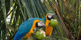 Como a surpreendente inteligência da arara-azul-grande ao usar pedras para quebrar cocos revela a complexidade do comportamento animal na Amazônia