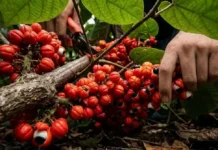 Guaraná: la semilla amazónica que concentra cinco veces más cafeína que el café A incrível história do guaraná na Amazônia e como a Paullinia cupana fornece cinco vezes mais cafeína que o café