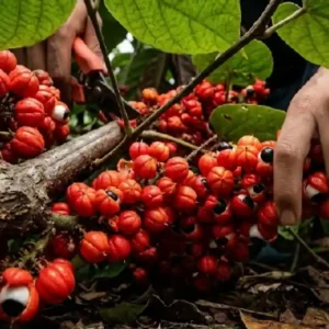 A incrível história do guaraná na Amazônia e como a Paullinia cupana fornece cinco vezes mais cafeína que o café
