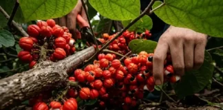 A incrível história do guaraná na Amazônia e como a Paullinia cupana fornece cinco vezes mais cafeína que o café