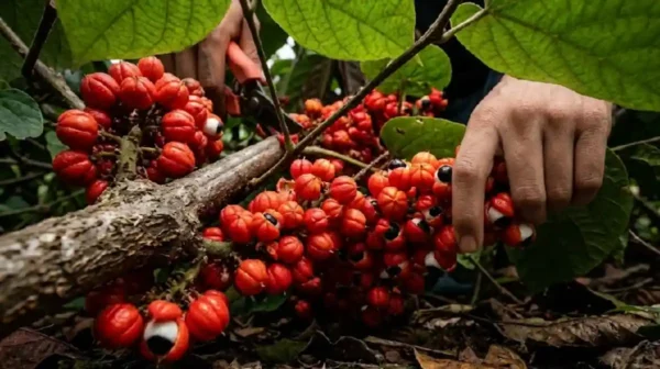 Guaraná: la semilla amazónica que concentra cinco veces más cafeína que el café