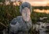 Como a majestosa cegonha bico de sapato domina os pântanos africanos e protege o equilíbrio da biodiversidade selvagem