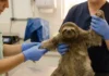 A jornada das treze preguiças resgatadas do Sloth World rumo ao acolhimento seguro no Zoológico da Flórida Central