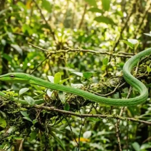 A fascinante camuflagem da cobra-cipó e como o equilíbrio hídrico das florestas tropicais sustenta a biodiversidade brasileira de forma vital