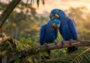 A fidelidade extrema da arara-azul-grande e como o comportamento social desses psitacídeos influencia a preservação das florestas brasileiras