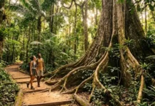 O ecoturismo na Floresta Nacional do Tapajós e como a visitação sustentável de árvores centenárias fortalece a conservação do bioma amazônico