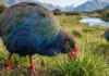 A ave pré-histórica que enganou a morte e reconquistou as montanhas da Nova Zelândia