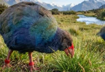 A ave pré-histórica que enganou a morte e reconquistou as montanhas da Nova Zelândia