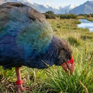 A ave pré-histórica que enganou a morte e reconquistou as montanhas da Nova Zelândia