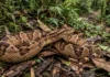 Como a majestosa surucucu de fogo utiliza sua camuflagem de folhas secas para equilibrar a biodiversidade na floresta amazônica