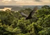 Como o urubu de cabeça vermelha utiliza seu olfato único para limpar a floresta amazônica e garantir a saúde do ecossistema