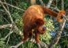 Como o osso hioide permite que o guariba, o macaco mais barulhento do mundo, projete seu som pela Amazônia