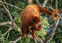 Como o osso hioide permite que o guariba, o macaco mais barulhento do mundo, projete seu som pela Amazônia