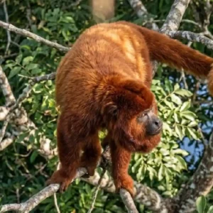 Como o osso hioide permite que o guariba, o macaco mais barulhento do mundo, projete seu som pela Amazônia