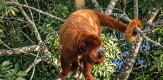 Como o osso hioide permite que o guariba, o macaco mais barulhento do mundo, projete seu som pela Amazônia