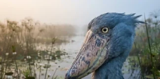 Cegonha bico de sapato, a ave de rapina africana que elimina rivais e desafia crocodilos na luta pela sobrevivência