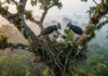 Como o gavião real desafia as leis da física com ninhos de uma tonelada no topo das árvores amazônicas