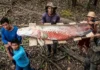 O Retorno dos Gigantes: Como o Pirarucu está se Recuperando em Áreas de Manejo Sustentável