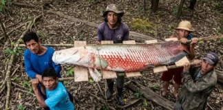O Retorno dos Gigantes: Como o Pirarucu está se Recuperando em Áreas de Manejo Sustentável
