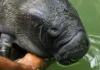 Os impactos climáticos extremos na fauna gigante da Amazônia e os desafios para a preservação das espécies selvagens brasileiras