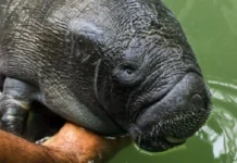 Os impactos climáticos extremos na fauna gigante da Amazônia e os desafios para a preservação das espécies selvagens brasileiras