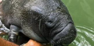 Os impactos climáticos extremos na fauna gigante da Amazônia e os desafios para a preservação das espécies selvagens brasileiras