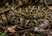 Como a imponente serpente jararacuçu produz o veneno mais abundante do Brasil e ajuda cientistas a criarem novos medicamentos