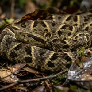 Como a imponente serpente jararacuçu produz o veneno mais abundante do Brasil e ajuda cientistas a criarem novos medicamentos
