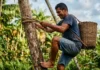 Neste Dia do Trabalhador, conheça os peconheiros que escalam palmeiras de 20 metros para colher o açaí e sustentar suas famílias na floresta