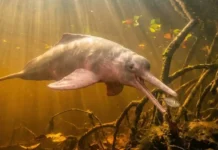 Como a incrível flexibilidade do pescoço do boto-cor-de-rosa permite caçar peixes entre raízes alagadas na Amazônia