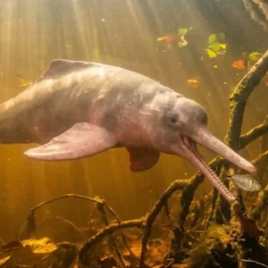 Como a incrível flexibilidade do pescoço do boto-cor-de-rosa permite caçar peixes entre raízes alagadas na Amazônia