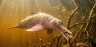 Como a incrível flexibilidade do pescoço do boto-cor-de-rosa permite caçar peixes entre raízes alagadas na Amazônia