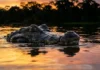 Como a proibição da caça permitiu que o jacaré-açu voltasse a dominar os lagos e as várzeas da nossa Amazônia