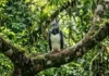 Entenda como a estratégia de caça do gavião-real na Bahia fortalece o equilíbrio natural da biodiversidade nas Américas