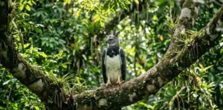 Entenda como a estratégia de caça do gavião-real na Bahia fortalece o equilíbrio natural da biodiversidade nas Américas