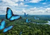 As magníficas borboletas Morpho azul da Amazônia usam asas que funcionam como espelhos ópticos para confundir predadores na floresta borboleta Morpho é um dos insetos mais emblemáticos e visualmente impressionantes do mundo, e a sua imagem está intrinsecamente ligada à Floresta Amazônica