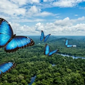 As magníficas borboletas Morpho azul da Amazônia usam asas que funcionam como espelhos ópticos para confundir predadores na floresta borboleta Morpho é um dos insetos mais emblemáticos e visualmente impressionantes do mundo, e a sua imagem está intrinsecamente ligada à Floresta Amazônica