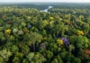 A capital mundial das árvores o recorde invisível da Amazônia A Amazônia abriga cerca de 16 mil espécies de árvores, superando a biodiversidade de continentes inteiros como a Europa. Entenda o que esse recorde significa para o planeta