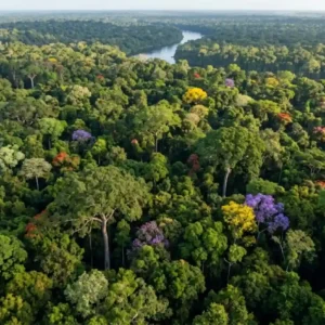 A capital mundial das árvores o recorde invisível da Amazônia A Amazônia abriga cerca de 16 mil espécies de árvores, superando a biodiversidade de continentes inteiros como a Europa. Entenda o que esse recorde significa para o planeta