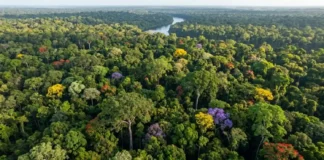 A capital mundial das árvores o recorde invisível da Amazônia A Amazônia abriga cerca de 16 mil espécies de árvores, superando a biodiversidade de continentes inteiros como a Europa. Entenda o que esse recorde significa para o planeta