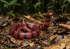 A fascinante serpente da Amazônia que utiliza a própria cauda para imitar a cabeça e enganar seus predadores naturais A fascinante serpente da Amazônia que utiliza a própria cauda para imitar a cabeça e enganar seus predadores naturais