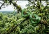 Pesquisadores do INPA descobrem nova espécie de cobra colorida que vive no dossel amazônico a quarenta metros de altura Pesquisadores do INPA descobrem nova espécie de cobra colorida que vive no dossel amazônico a quarenta metros de altura
