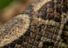 A jiboia amazônica esconde em suas escamas uma impressão digital única que revoluciona o monitoramento científico de serpentes selvagens escamas laterais da jiboia