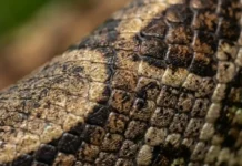 Las escamas de la boa amazónica funcionan como una huella dactilar única escamas laterais da jiboia