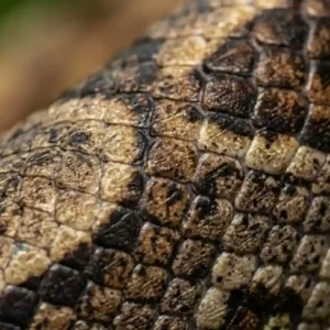 A jiboia amazônica esconde em suas escamas uma impressão digital única que revoluciona o monitoramento científico de serpentes selvagens escamas laterais da jiboia