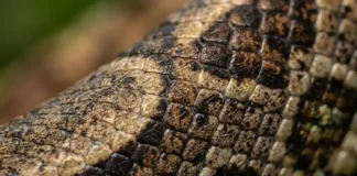 A jiboia amazônica esconde em suas escamas uma impressão digital única que revoluciona o monitoramento científico de serpentes selvagens escamas laterais da jiboia